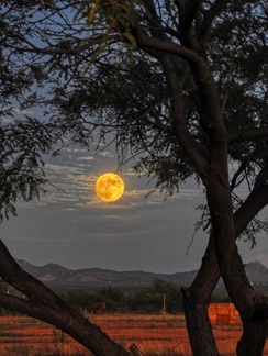 Joyce_02 Harvest Super Moon.jpg.jpg
